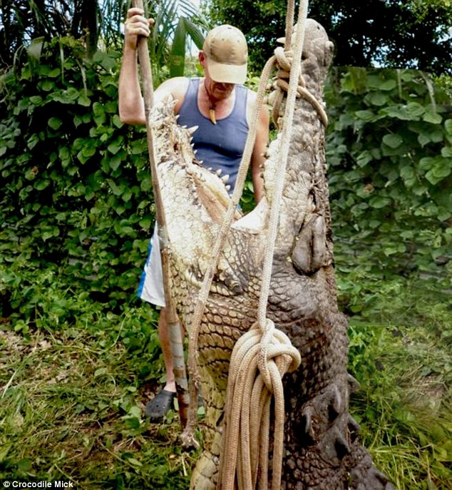 Crocodile Mick (pictured) stares down the mouth of a giant 4.9m crocodile he has just captured in a billabong